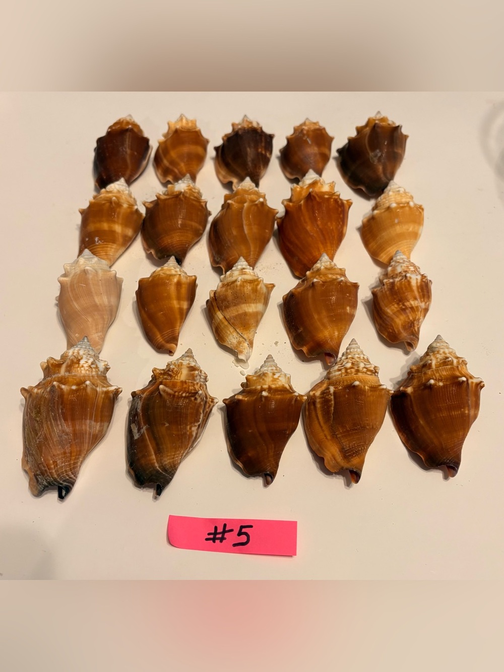 Florida fighting conchs